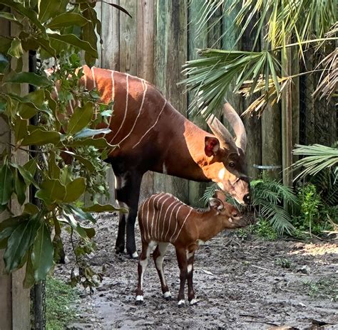 What's a bongo? Think antelope with stripes. Check out new calf at ...