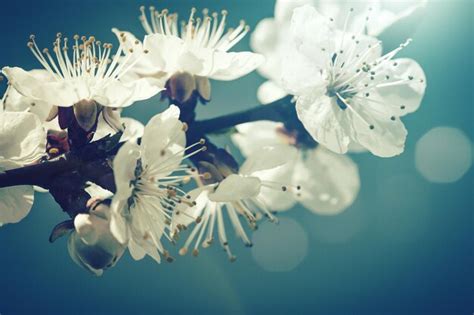 Floral old style backgrounds with beauty natural bokeh | Premium Photo