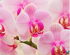 immagini fiori orchidee beneveni fiori curiosando immagini fiori orchidee beneveni fiori curiosando