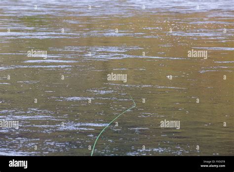 Image result for Setting Up Floating Fly Line