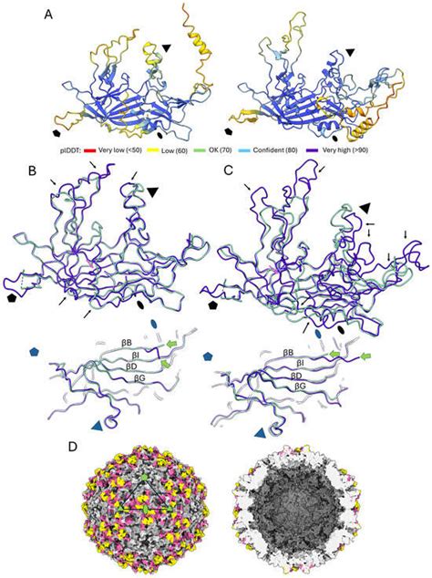 Capsid Structure of the Fish Pathogen Syngnathus Scovelli ...