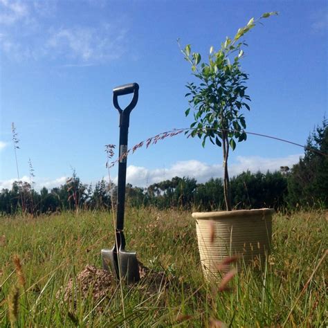 Tree Planting Job Tips at Ruth Madison blog