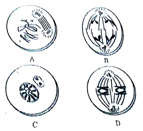 Identify the following figures.