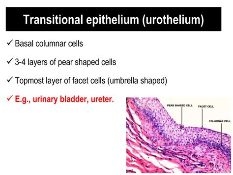 01 Basic tissue - epithelial tissue.ppsx