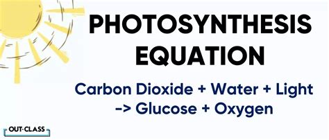 The Ultimate Guide to Photosynthesis | Out-Class