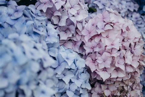 Pink And Blue Flowers Photos, Download The BEST Free Pink And Blue ...