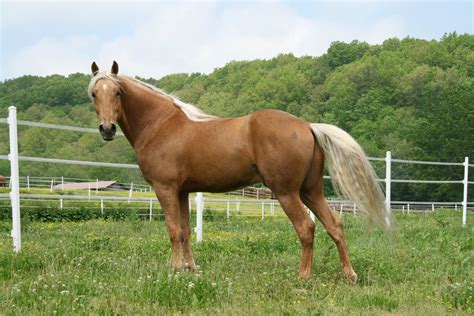 Palomino, animals, horses, palomino 69195 | Palomino horse, Horses ...