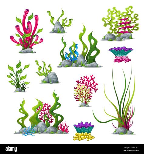 Set of different underwater plants Stock Photo - Alamy
