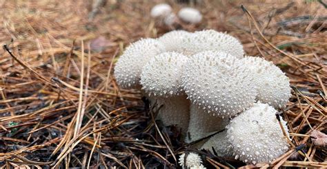 Extinction 的图像结果