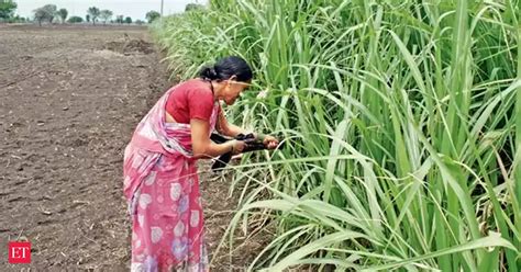 Battle for Maharashtra: Bread and butter at the heart of the political ...