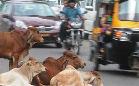 Three Gau Rakshaks Arrested For Faridabad Attack, 19-Year-Old Gang Rape ...