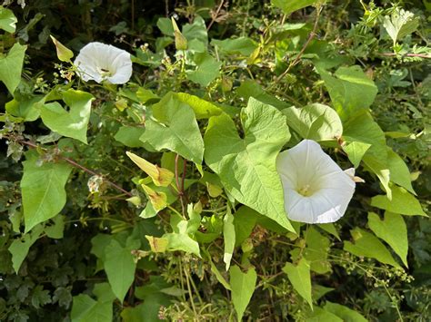 Invasive climbing vines in the UK - PBA Solutions