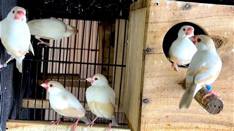 Image result for Fawn Java Sparrow