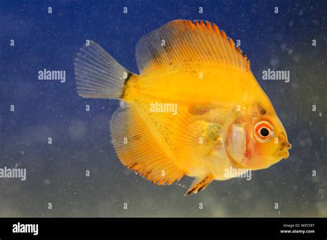 Image result for Discus Bebe