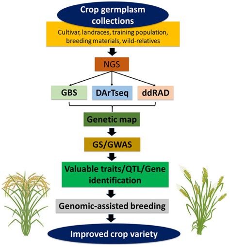 Selective Breeding Ancient Biotechnology Examples 的图像结果
