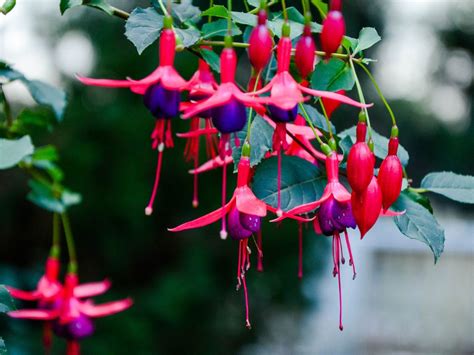 Fuchsia Plant Care: How To Grow Fuchsia Flowers | Gardening Know How