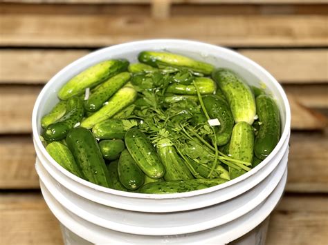 HALF SOUR PICKLES – Janpol Foods Company
