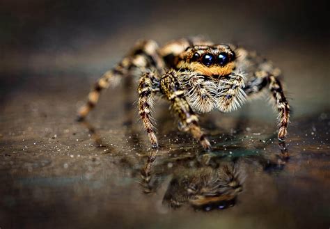Jumping Spiders Bites Spider Bite Pictures: Dangerous Signs And How To