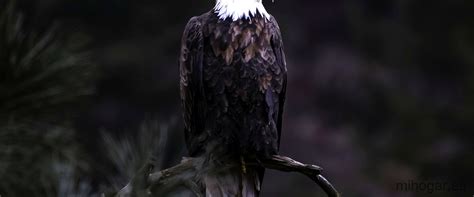 Image result for Halcon Milenario