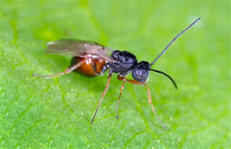 WASP: Khám phá từ côn trùng, công nghệ đến vũ trụ