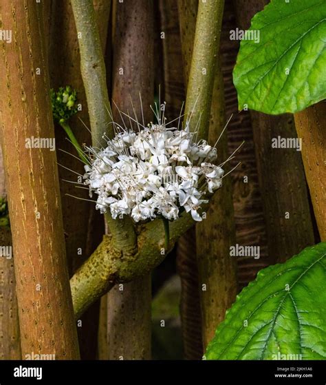 Bloom of Clerodendrum schweinfurthii (Verbenaceae Stock Photo - Alamy