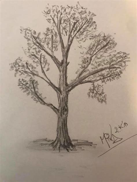 Tree Drawing Shading 的图像结果