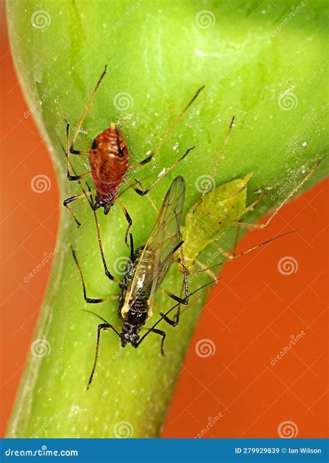 126 Aphids Life Cycle Stock Photos - Free & Royalty-Free Stock Photos ...