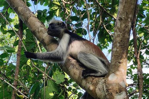 Safaris and excursions in Zanzibar | Blackstone Beach Resort