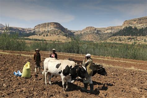 Image result for Primitive Farm