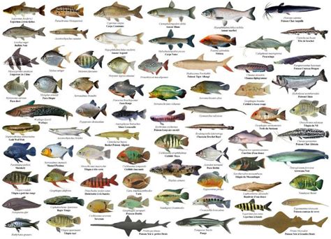 Ikan Karang Laut Dangkal Tersedia di [Lokasi]