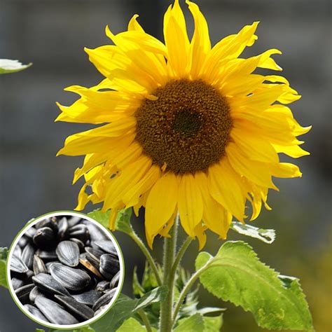 Green Paradise Sunflower seeds F1 Quality Seeds [Pack of 20 seeds ...