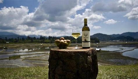 India's First Pure Kiwi Wine | WhatsHot Kolkata