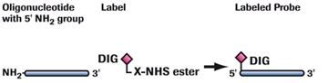 Digoxigenin (DIG) Labeling Methods