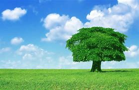 Image result for Tree Computer Wallpaper