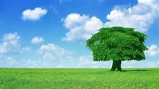 Tree Wallpaper by 40 Hd Tree Wallpapers Backgrounds For Free Tree Wallpaper