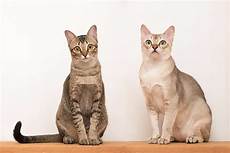 cat breed singapura cat cat breed singapura cat