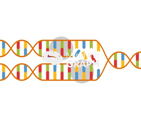 DNA Replication Forks Animation 的图像结果