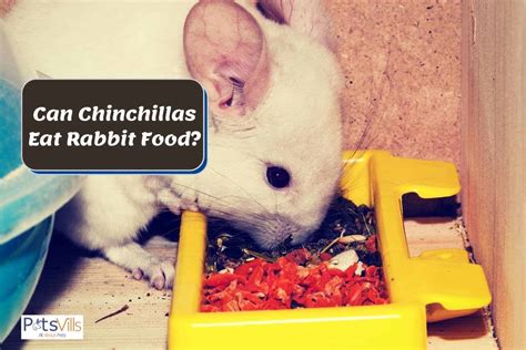 What Vegetables Can Chinchillas Eat? - Pet Food Guide