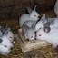 Image result for Rabbit Care Sheet