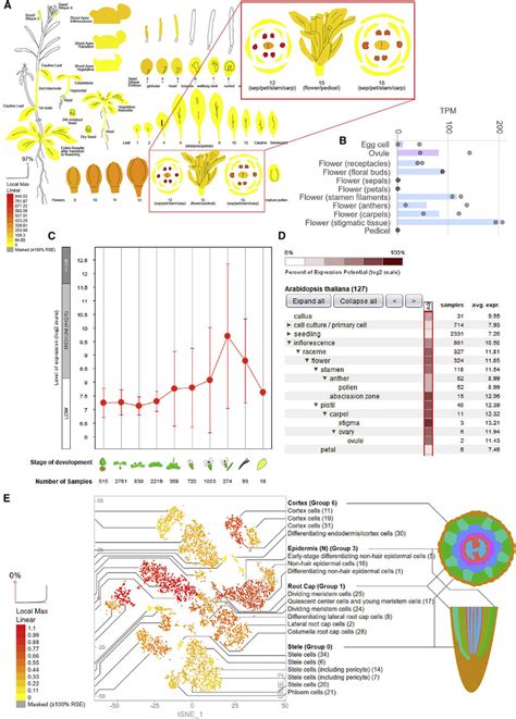 Image result for Anatogram Gene Expression