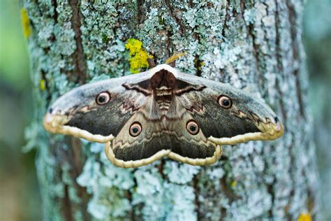 Stock photo 1986101624 - Giant peacock moth (Saturnia pyri) or the ...