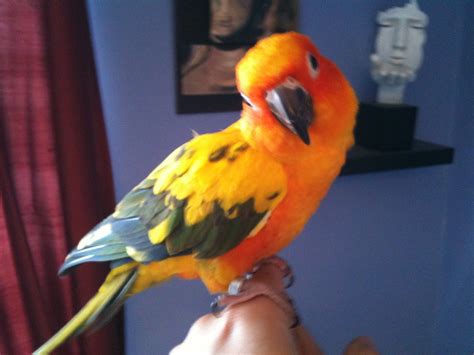 Image result for Red Factor Conure