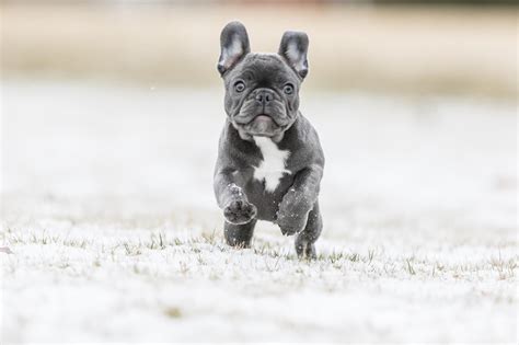 Full Grown Blue French Bulldog 15 Different Types Of French Bulldogs: