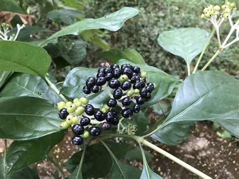 Seeds village Sarpagandha Rauvolfia Serpentina Indian Snakeroot Devil ...