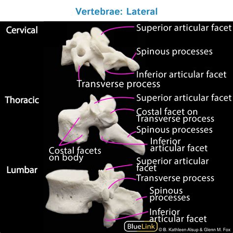 Facets Of Vertebrae