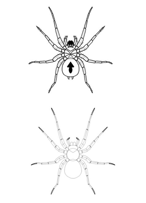 25 Easy Spider Drawing Ideas - How to Draw a Spider