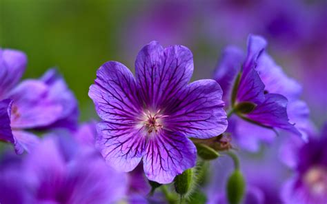 Free Purple Flowers, Download Free Purple Flowers png images, Free ...