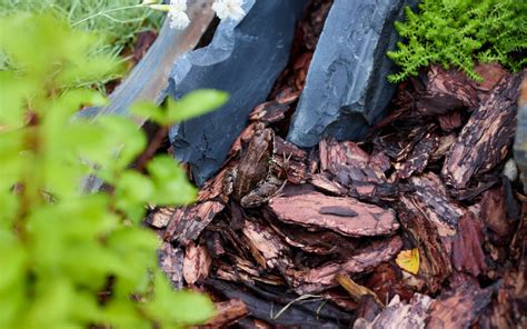 Image result for How to Color Mulch