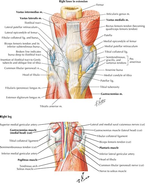 Knee - Clinical Tree