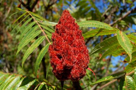 Sumac Tree Identification 的图像结果